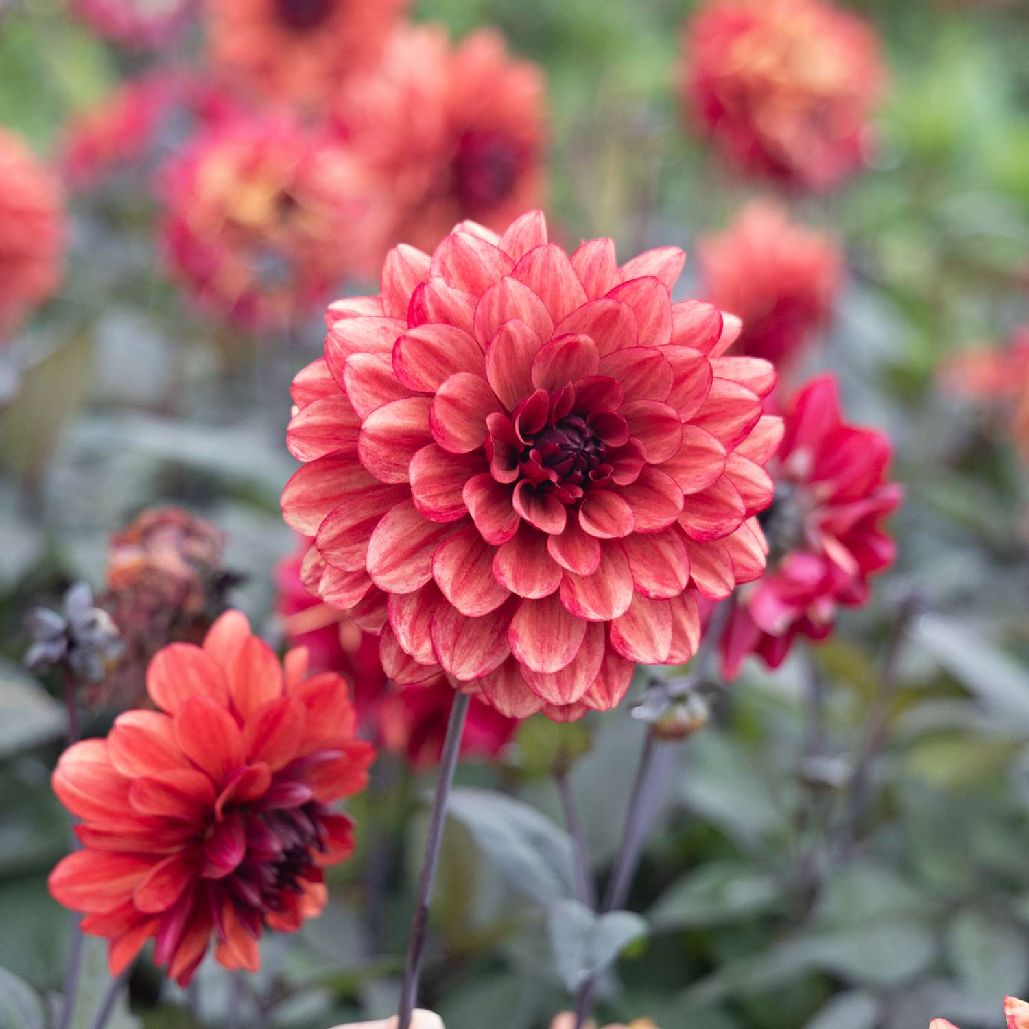 Dahlie ‘Orient Express’ - Dahlia